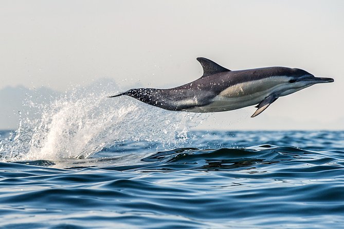 Half Day Dolphin & Wildlife Cruise - Tauranga - Value check: $108.60 for 5 hours on the Bay of Plenty