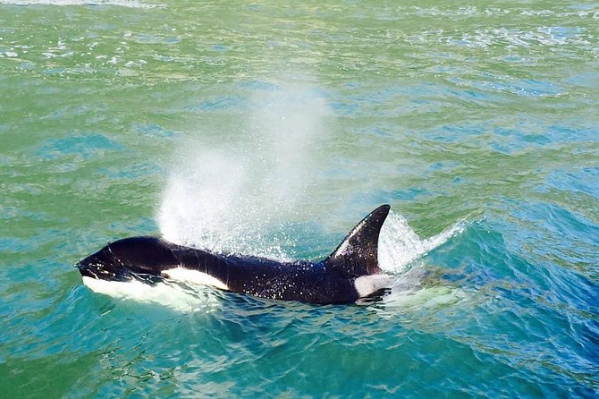 Half Day Dolphin & Wildlife Cruise - Tauranga - Photo and comfort strategy: sun deck vs indoor seating