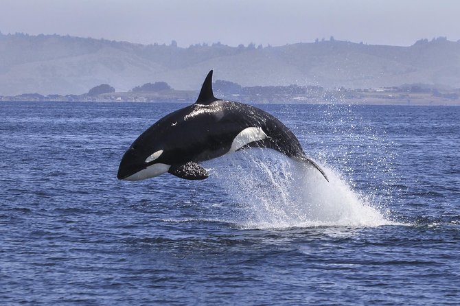 Half Day Dolphin & Wildlife Cruise - Tauranga - Stop by stop: what each stretch of the day feels like