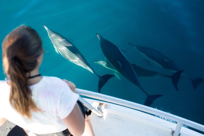 Half Day Dolphin & Wildlife Cruise - Tauranga - Boarding Bay Explorer: what you get on the boat