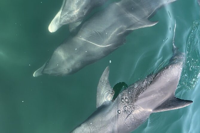 Half Day Eco and Dolphin Boat Tour in Siesta Key - Powel Crosley Estate: Local Landmarks You See Better by Boat