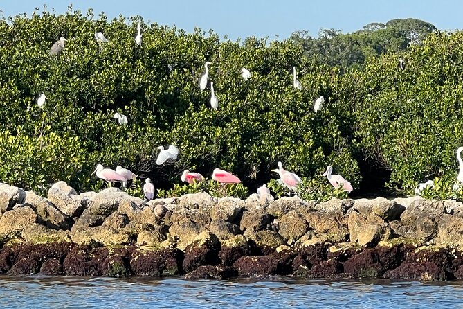 Half Day Eco and Dolphin Boat Tour in Siesta Key - Bird Island Sanctuary: Where Photos Feel Easier