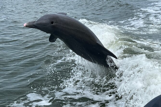 Half Day Private Shelling Dolphin EcoTour in 10 000 Island Marco - Key highlights to know before you go