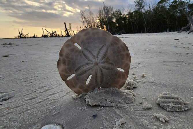Half Day Private Shelling Dolphin EcoTour in 10 000 Island Marco - Who This Tour Suits Best (And Who Should Skip It)