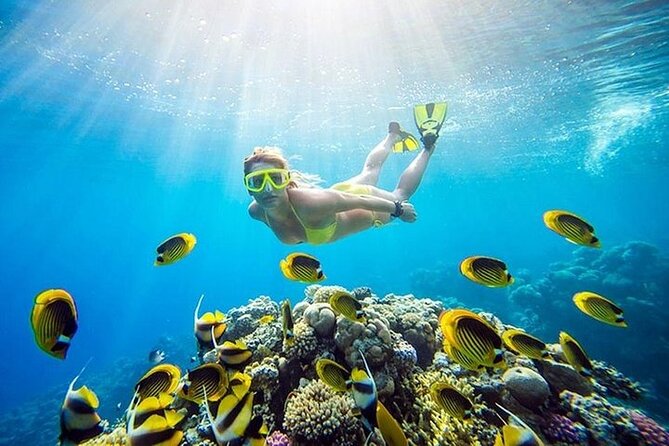 Half Day Private Speedboat Dolphin House & Giftun Island_Hurghada - One snorkeling stop with gear and a guide: simple, not complicated