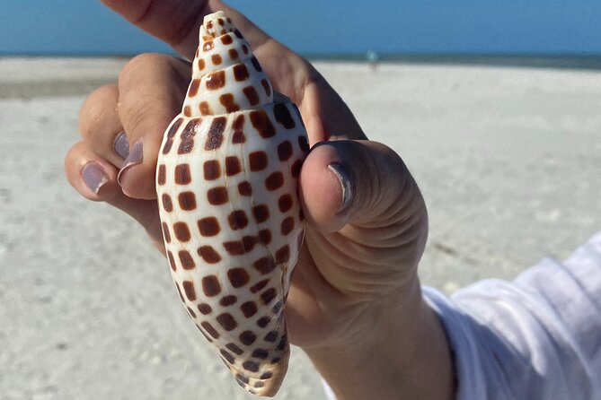 Half Day Shelling Dolphin Eco Tour in 10 000 Island and Marco - Quick hits before you go