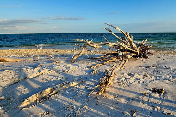 Half Day Shelling Dolphin Eco Tour in 10 000 Island and Marco - Goodland meeting point and the small-boat feel you want