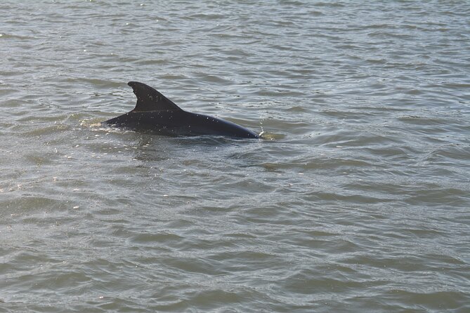 Half Day Shelling Dolphin Eco Tour in 10 000 Island and Marco - Guides who teach you what you’re finding (not just where to step)