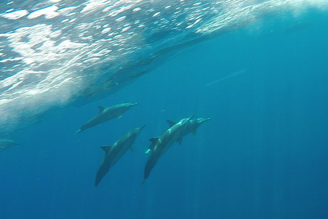 Half Day Snorkel to Lanai from Kaanapali Beach + Dolphin Search - Snorkel Stop 2: more coral variety, more chances at turtles and octopus