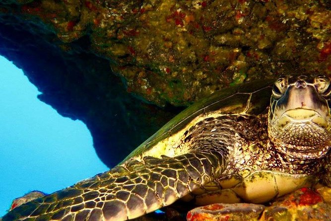 Half Day Snorkel to Lanai from Kaanapali Beach + Dolphin Search - What you eat and drink matters more than you think