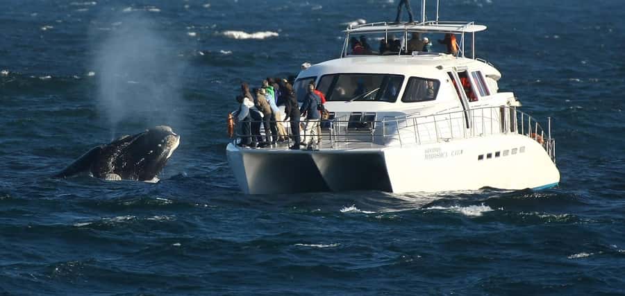 Hermanus: Whale and Dolphin Watching Boat Trip - Key takeaways before you go