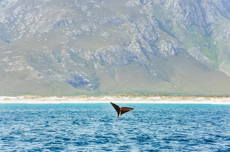 Hermanus: Whale and Dolphin Watching Boat Trip - Getting on the water: Hermanus’ Whale Capital energy