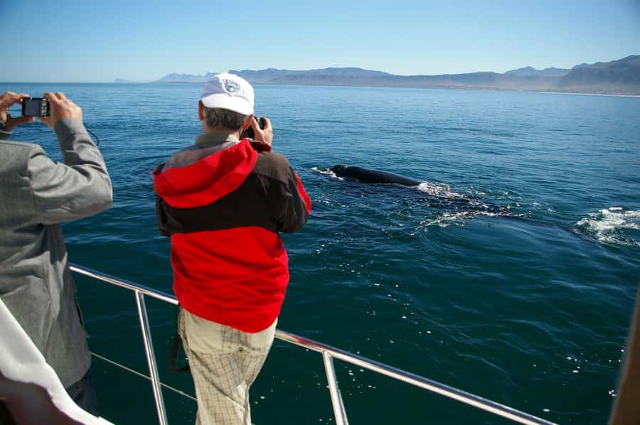 Hermanus: Whale and Dolphin Watching Boat Trip - The 2-hour catamaran experience: comfort, movement, and viewing time