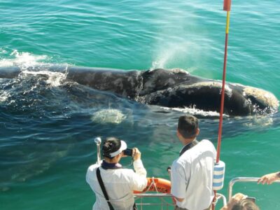 Hermanus: Whale and Dolphin Watching Boat Trip - Check-in at the Whale Shack (Southern Right Charters)