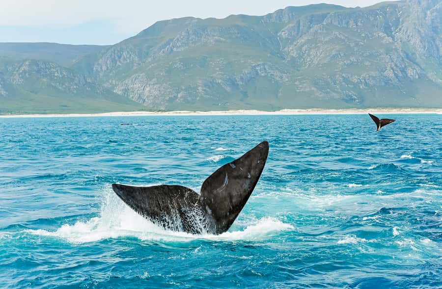 Hermanus: Whale and Dolphin Watching Boat Trip - The whale specialist guide: learning in real time