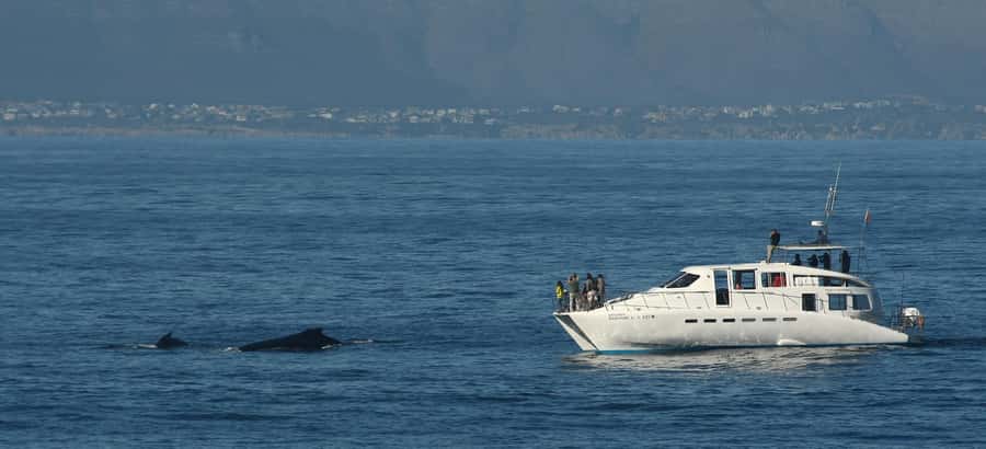 Hermanus: Whale and Dolphin Watching Boat Trip - What to wear and bring for a smoother trip