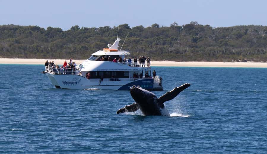 Hervey Bay: Pre-season Whale and Dolphin Watching Cruise - Key things I’d highlight before you go