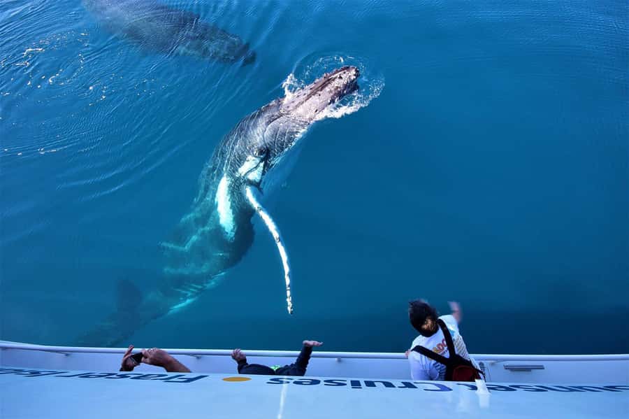 Hervey Bay: Pre-season Whale and Dolphin Watching Cruise - Wildlife spotting: what you’re actually watching for