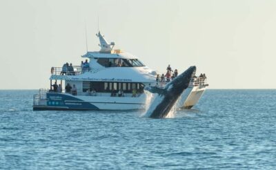 Hervey Bay: Pre-season Whale and Dolphin Watching Cruise - The catamaran setup: decks for spotting and a ride that won’t beat you up
