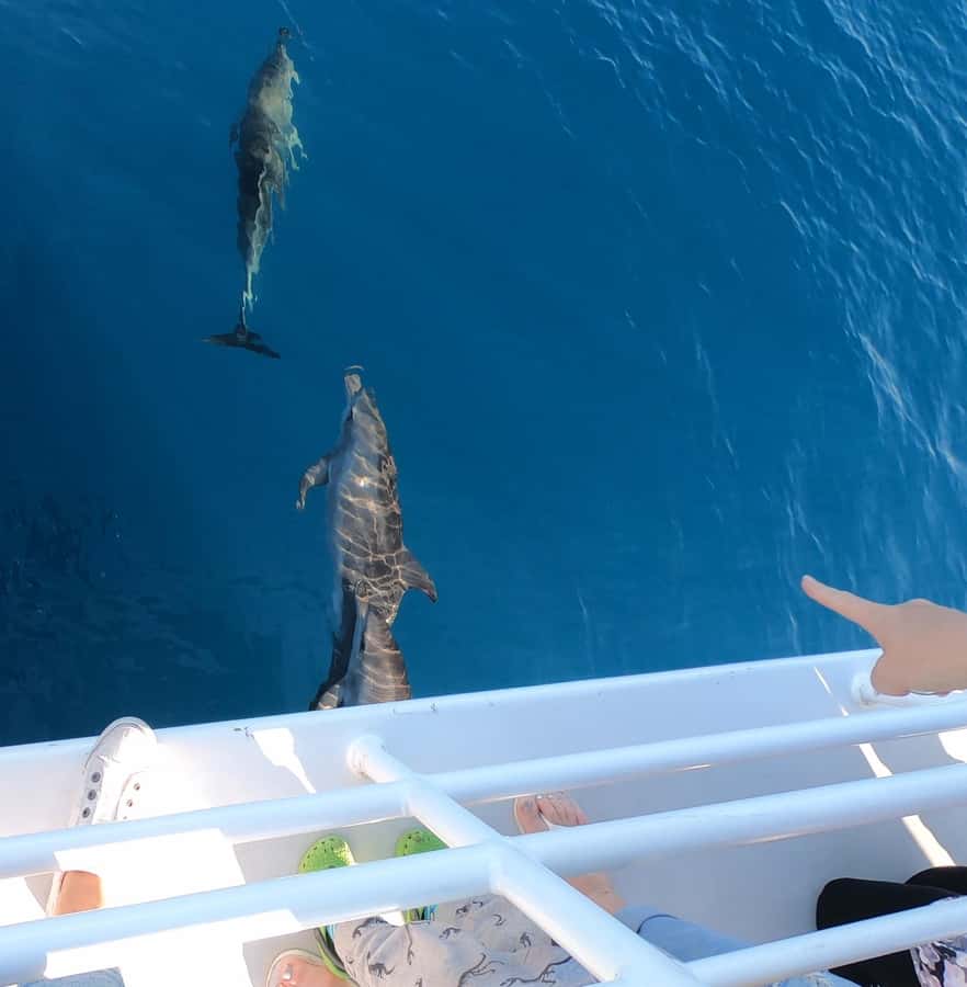 Hervey Bay: Pre-season Whale and Dolphin Watching Cruise - Morning tea and lunch on the cruise: eating without missing the show