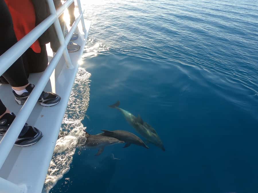 Hervey Bay: Pre-season Whale and Dolphin Watching Cruise - Price and value: what $102 buys you in 5 hours