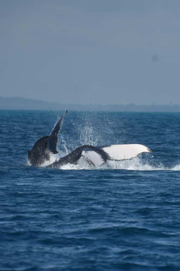 Hervey Bay: Pre-season Whale and Dolphin Watching Cruise - Comfort and practical details you’ll actually use
