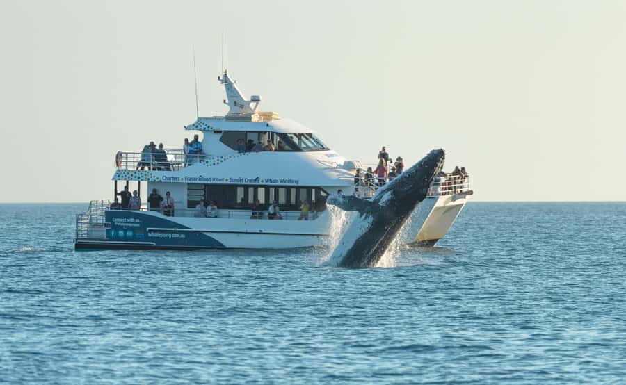 Hervey Bay: Pre-season Whale and Dolphin Watching Cruise - The catamaran setup: decks for spotting and a ride that won’t beat you up
