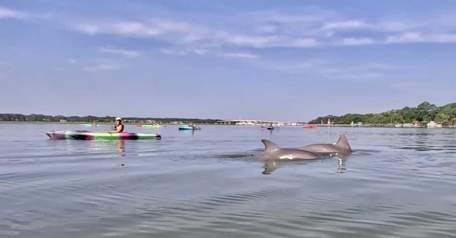 Hilton Head: 2-Hour Kayak Dolphin Nature Tour - Dolphins, manatees, and bald eagles: what you’re actually trying to spot