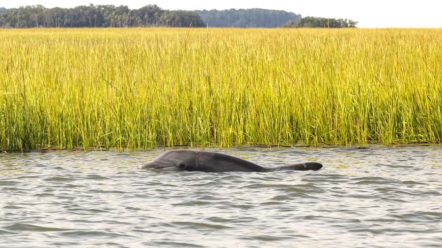 Hilton Head: 2 Hour Private Dolphin Tour - Should You Book It?