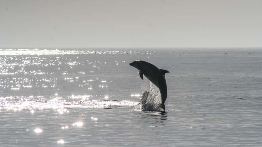 Hilton Head: 2 Hour Private Dolphin Tour - Meeting at the Hilton Head RV Resort and Marina: Simple and Predictable