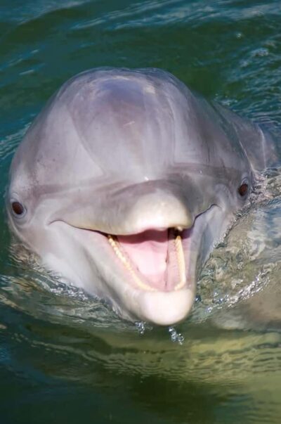 Hilton Head: 2 Hour Private Dolphin Tour - The 24-Foot Boat Setup: Comfort for Up to Six