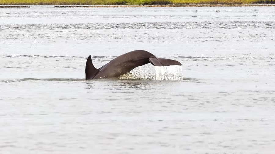 Hilton Head: 2 Hour Private Dolphin Tour - Price and Value: $299 per Group Up to Six