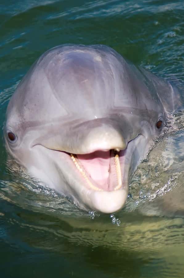 Hilton Head: 2 Hour Private Dolphin Tour - The 24-Foot Boat Setup: Comfort for Up to Six