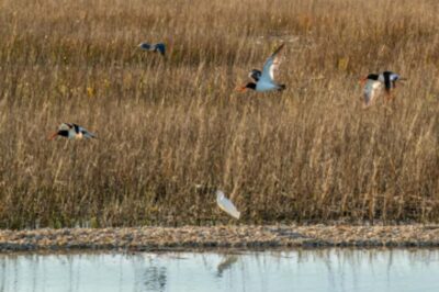 Hilton Head: Dolphin Eco Tour with Naturalist Guide - Broad Creek and the tidal marsh: how dolphin watching actually works