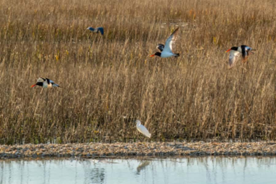 Hilton Head: Dolphin Eco Tour with Naturalist Guide - Broad Creek and the tidal marsh: how dolphin watching actually works