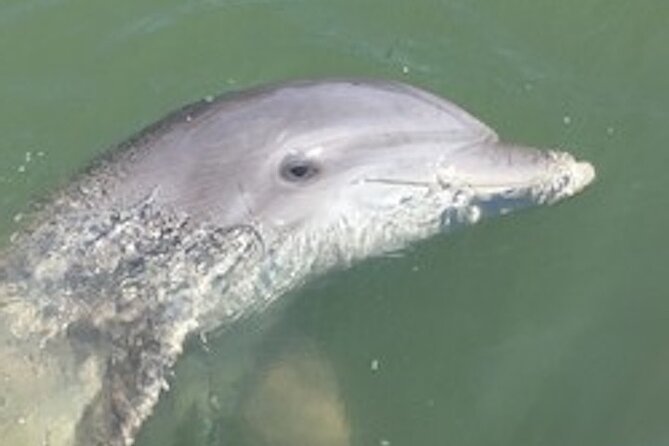 Hilton Head Dolphin Tour with Stop at Disappearing Island - Key things I’d circle before you go