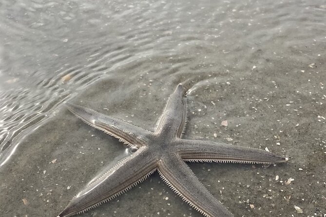 Hilton Head Dolphin Tour with Stop at Disappearing Island - What You Might Find: Shells, Sand Dollars, Starfish, and More