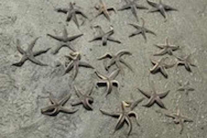Hilton Head Dolphin Tour with Stop at Disappearing Island - Price and Value: Is $55 Worth It for Dolphins Plus Disappearing Island?