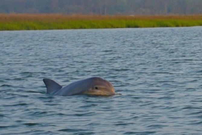 Hilton Head Dolphin Tour with Stop at Disappearing Island - From Palmetto Bay Marina to Dolphin Watching: What the Boat Time Is Like