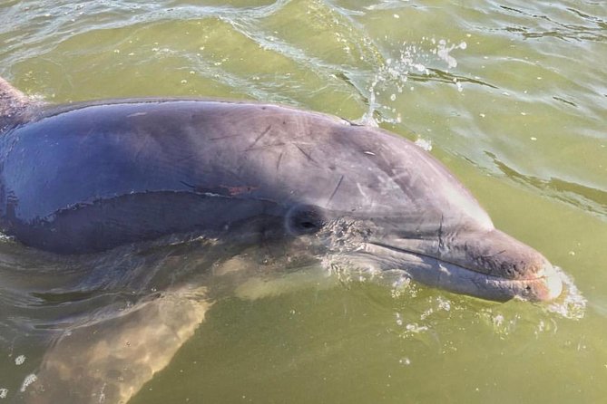 Hilton Head Dolphin Watching Cruise with Fireworks Display - A two-hour night cruise that actually feels like a plan