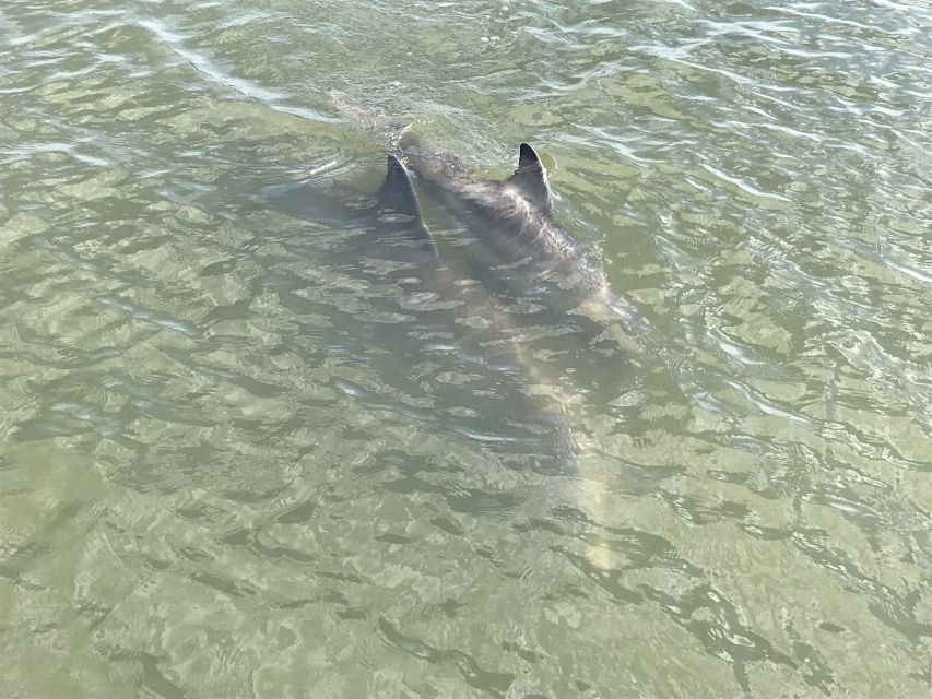 Hilton Head Island: 90-Minute Dolphin & Nature Tour - Booking smart: best ways to maximize your odds