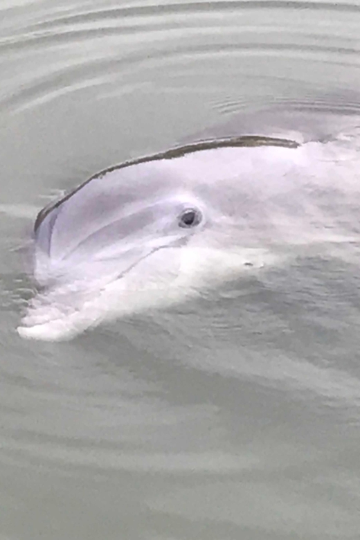 Hilton Head Island: 90-Minute Dolphin & Nature Tour - Broad Creek in 90 Minutes: what you’re really buying