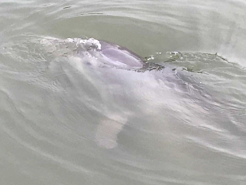 Hilton Head Island: 90-Minute Dolphin & Nature Tour - Wildlife spotting on Broad Creek: how dolphins fit into the ride