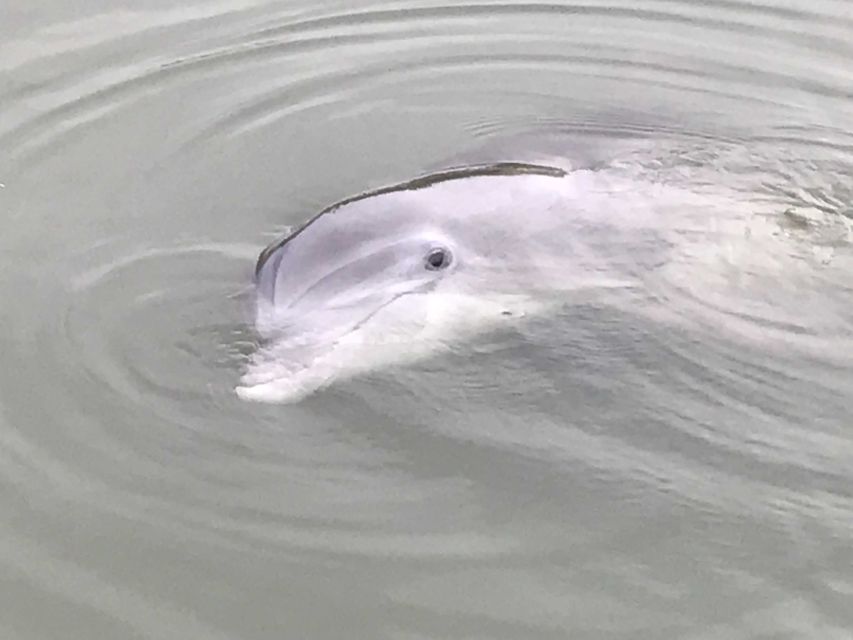 Hilton Head Island: 90-Minute Dolphin & Nature Tour - The shorebirds and marine life lesson you’ll actually remember