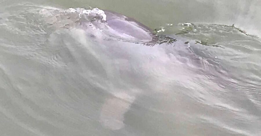 Hilton Head Island: 90-Minute Dolphin & Nature Tour - Price and value: is $35 really fair for this kind of outing?