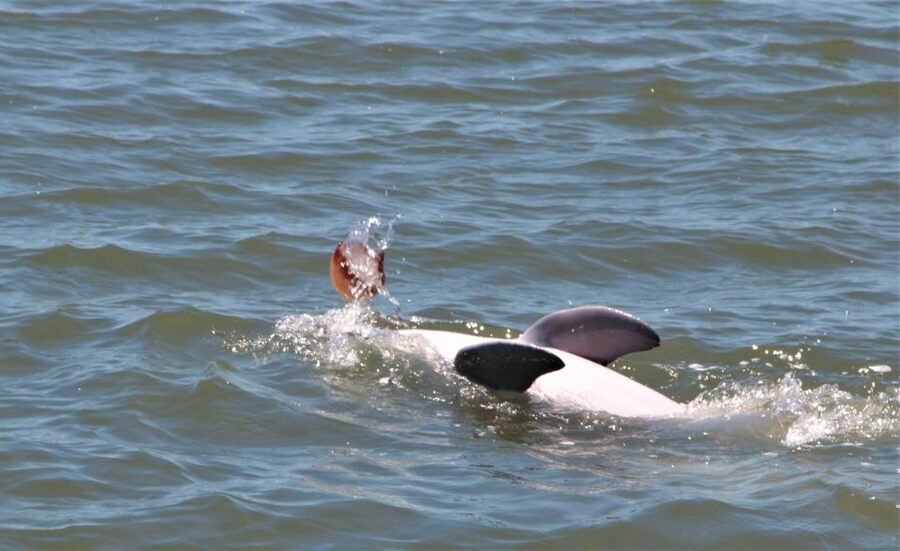 Hilton Head Island: Daytime Dolphin Watching Boat Tour - Key highlights worth knowing