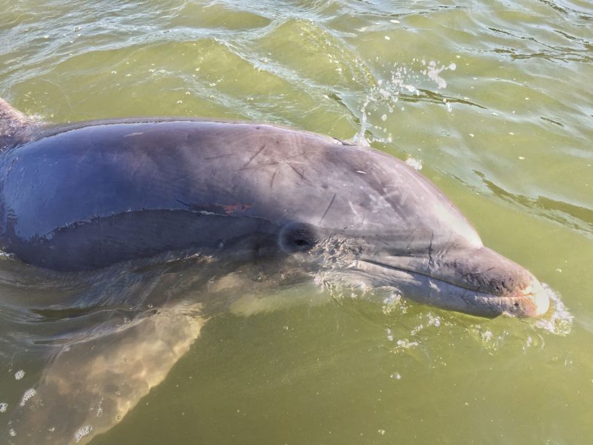Hilton Head Island: Daytime Dolphin Watching Boat Tour - First steps at Lowcountry Watersports: boarding tips that matter