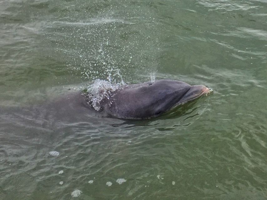 Hilton Head Island: Daytime Dolphin Watching Boat Tour - Comfort and crew energy: what the best guides do for your day