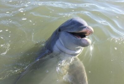 Hilton Head Island: Daytime Dolphin Watching Boat Tour - The day’s route: Hilton Head sightseeing, then Calibogue Sound for dolphins