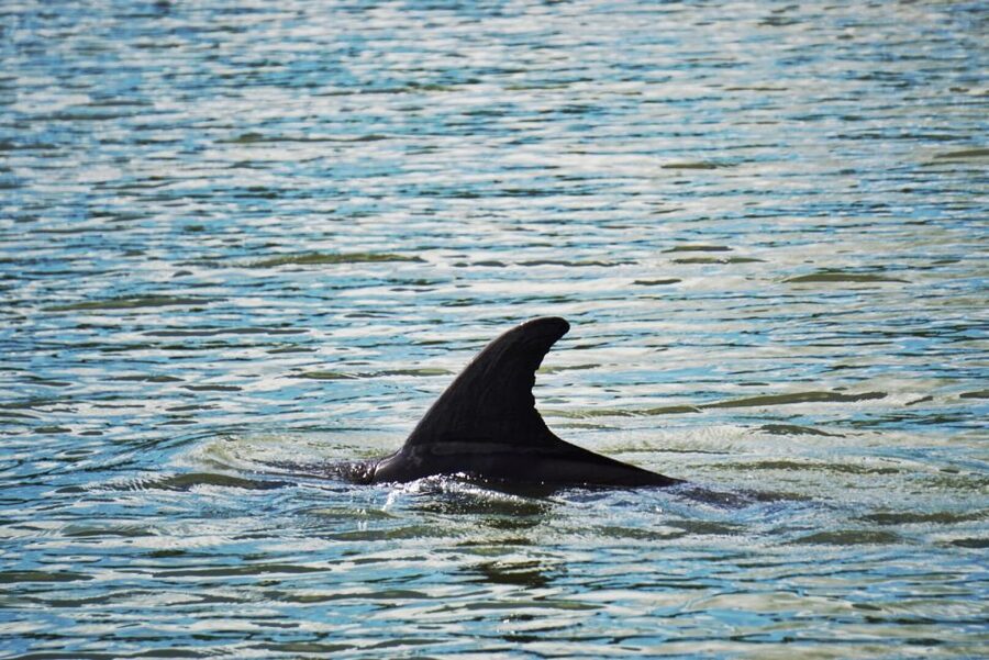 Hilton Head Island: Disappearing Island and Dolphin Tour - Two Hours of Lowcountry Water: How This Tour Feels